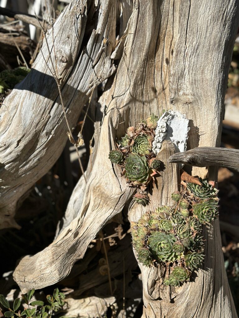 Succulents in tree stump